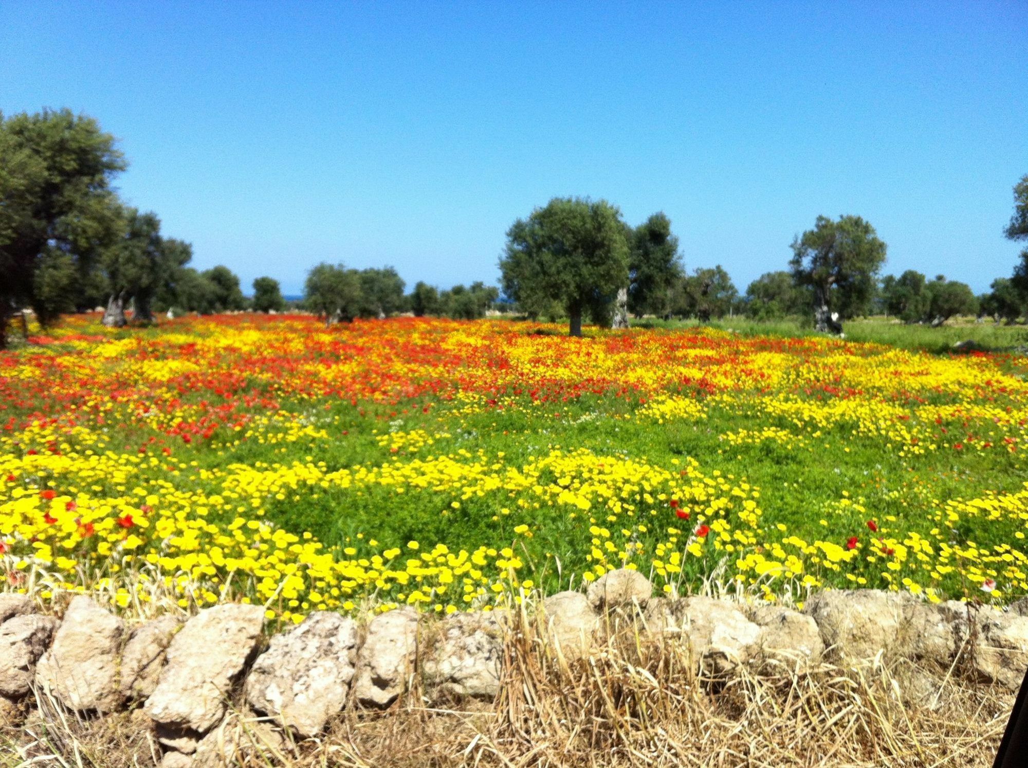 Masseria Pelosella B&B Fasano Exterior photo